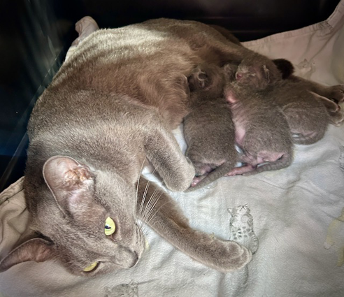 Blossom's kittens at 1 week